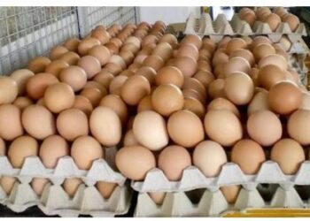 eggs eggs