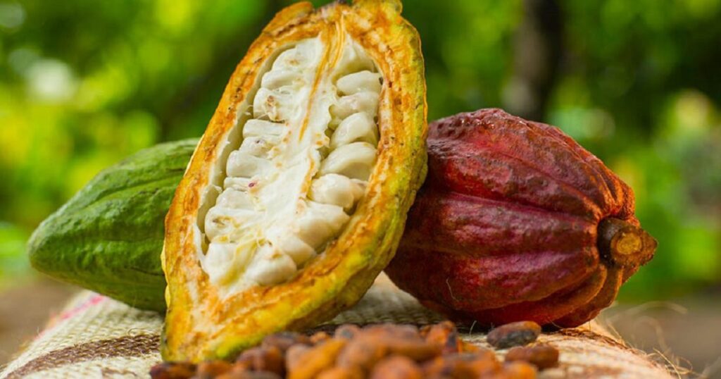 cocoa-1140x599 (2)