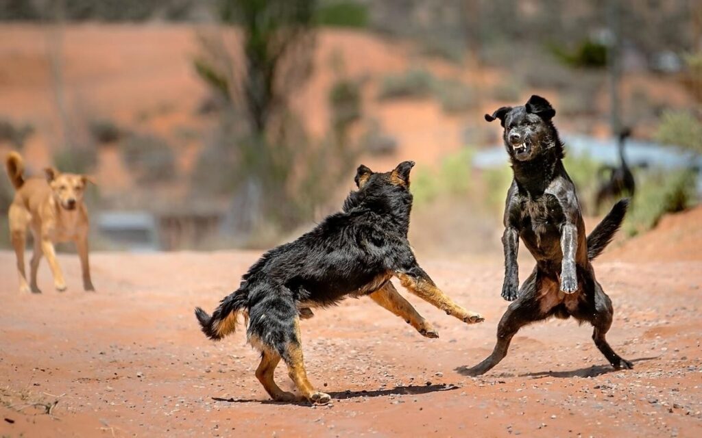 dogss