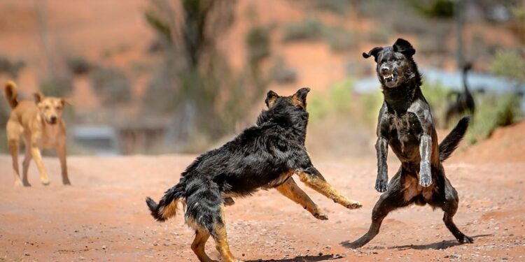 dogss