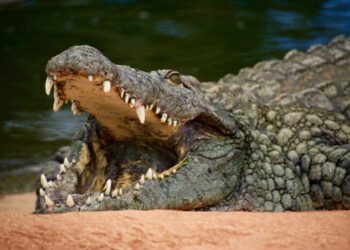 croc-mouth