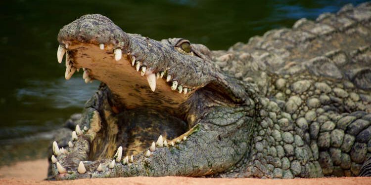 croc-mouth