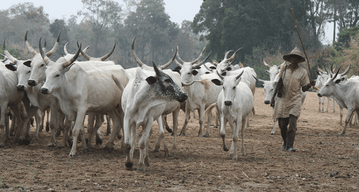 Fulani2