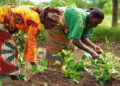 1123201832233_g40n1r5edy_wpidafricanwomenfarmers