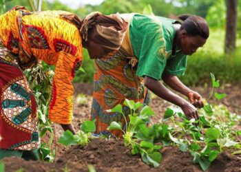 1123201832233_g40n1r5edy_wpidafricanwomenfarmers