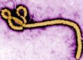 Ebola_virus_purple