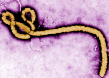Ebola_virus_purple